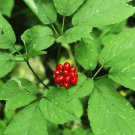 Very Popular Panax Quinquefolius Herbal Much Loved American Ginseng 50 PCS Seeds