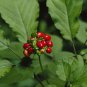 Very Popular Panax Quinquefolius Herbal Much Loved American Ginseng 50 PCS Seeds