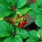Very Popular Panax Quinquefolius Herbal Much Loved American Ginseng 50 PCS Seeds