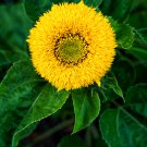 'Teddy Bear' Dwarf Sunflower 50 PCS Seeds