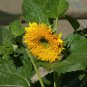 'Teddy Bear' Dwarf Sunflower 50 PCS Seeds