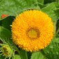 'Teddy Bear' Dwarf Sunflower 50 PCS Seeds