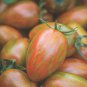 'Strawberry' Tomatoes 100 PCS Seeds