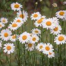 White Mid Dual Daisy 500 PCS Seeds