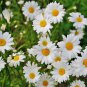 White Mid Dual Daisy 500 PCS Seeds