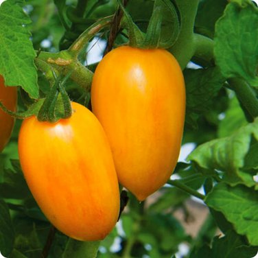 'Radiant Gold' Yellow Tomatoes 200 PCS Seeds