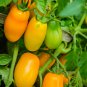 'Radiant Gold' Yellow Tomatoes 200 PCS Seeds