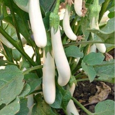 White Long Eggplant Pure White Skin and Flesh 300 PCS Seeds