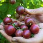 'Purple Pearl' Cherry Tomatoes 100 PCS Seeds