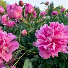 'Mihun' Series Pink Peony Small Fragrant Flower Buds 20 PCS Seeds 'Mihun' Series Pink Peony Small Fragrant Flower Buds 20 PCS Seeds
