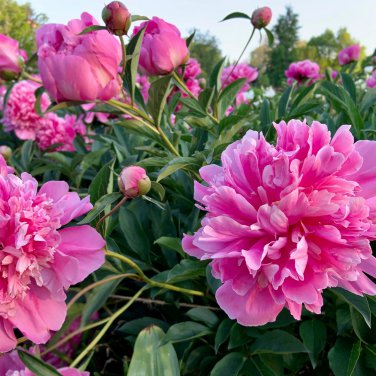 'Mihun' Series Pink Peony Small Fragrant Flower Buds 20 PCS Seeds