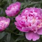 'Mihun' Series Pink Peony Small Fragrant Flower Buds 20 PCS Seeds