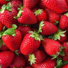 'Medelet' Series Red Strawberry 200 PCS Seeds