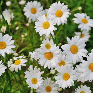 White Lar Dual Daisy 500 PCS Seeds