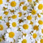 White Lar Dual Daisy 500 PCS Seeds