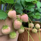 'Littile White' Series Small White Strawberry 5 PCS Seeds