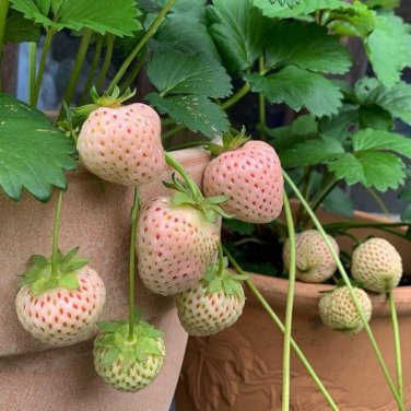'Littile White' Series Small White Strawberry 5 PCS Seeds