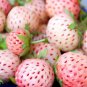 'Littile White' Series Small White Strawberry 5 PCS Seeds