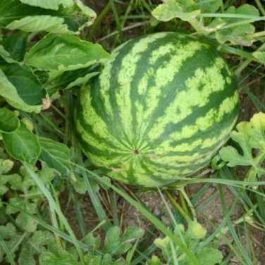 'Kylin Ice Cream' Series Watermelon 20 PCS Seeds