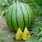 'Kylin Ice Cream' Series Watermelon 20 PCS Seeds