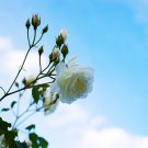 White Climbing Rose 100 PCS Seeds