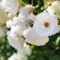 White Climbing Rose 100 PCS Seeds