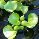 Water Hyacinth Flower Plants Lotus Live Water Hyacinth Floating 100 PCS Seeds Water Hyacinth Flower Plants Lotus Live Water Hyacinth Floating 100 PCS Seeds