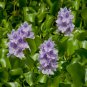 Water Hyacinth Flower Plants Lotus Live Water Hyacinth Floating 100 PCS Seeds