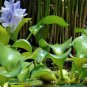 Water Hyacinth Flower Plants Lotus Live Water Hyacinth Floating 100 PCS Seeds