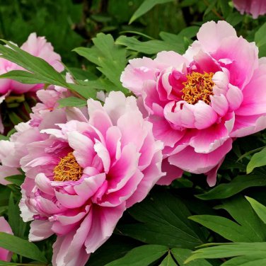 'Jiehun' Peony Big Pink Buds Spherical Blooms with Delicate Scent 20 PCS Seeds