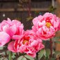 'Jiehun' Peony Big Pink Buds Spherical Blooms with Delicate Scent 20 PCS Seeds
