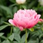 'Jiehun' Peony Big Pink Buds Spherical Blooms with Delicate Scent 20 PCS Seeds