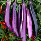 'Hang Zilong' Series Purple Eggplants 100 PCS Seeds