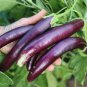 'Hang Zilong' Series Purple Eggplants 100 PCS Seeds