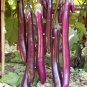'Hang Zilong' Series Purple Eggplants 100 PCS Seeds