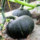 'Green Baby' Small Pumpkin 20 PCS Seeds 'Green Baby' Small Pumpkin 20 PCS Seeds