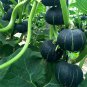 'Green Baby' Small Pumpkin 20 PCS Seeds
