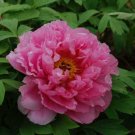 New Pure Pink Curly Tree Peony Flower 5 PCS Seeds New Pure Pink Curly Tree Peony Flower 5 PCS Seeds