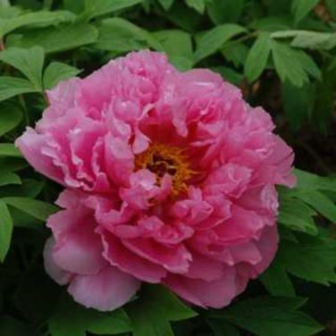 New Pure Pink Curly Tree Peony Flower 5 PCS Seeds