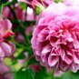 New Pure Pink Curly Tree Peony Flower 5 PCS Seeds