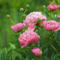 New Pure Pink Curly Tree Peony Flower 5 PCS Seeds