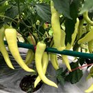 'Golden Sword' Peppers 100 PCS Seeds