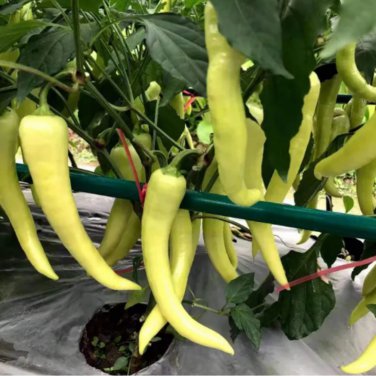'Golden Sword' Peppers 100 PCS Seeds
