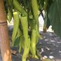 'Golden Sword' Peppers 100 PCS Seeds