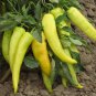 'Golden Sword' Peppers 100 PCS Seeds