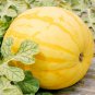 'Golden Baby' Watermelon 20 PCS Seeds