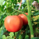 'Fluffy Pink 802' Tomatoes 200 PCS Seeds