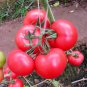 'Fluffy Pink 802' Tomatoes 200 PCS Seeds