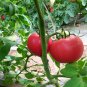 'Fluffy Pink 802' Tomatoes 200 PCS Seeds