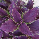 'Huolong' Series Coleus with Black Serrated Edges 100 PCS Seeds